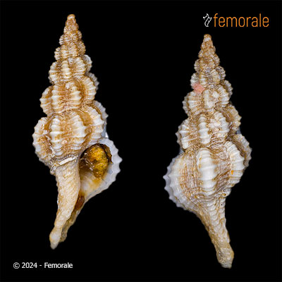 Pseudofusus corallinus (Russo & Germanà, 2014)