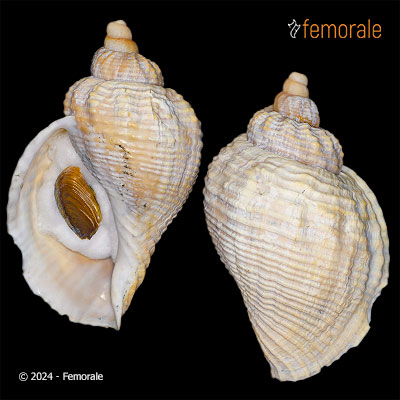 Pyrulofusus harpa (Mörch, 1858)