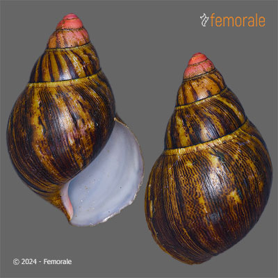 Femorale - Archachatina marginata (Swainson, 1821)