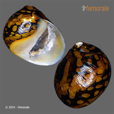 Nerita africana (Récluz, 1844)