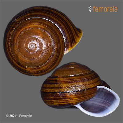 Camaena subgibbera (Möllendorff, 1885)