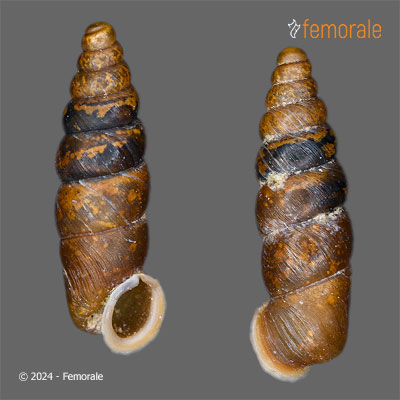 Holcauchen sulcatus (Möllendorff, 1901)