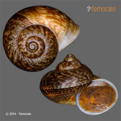enlarge photo