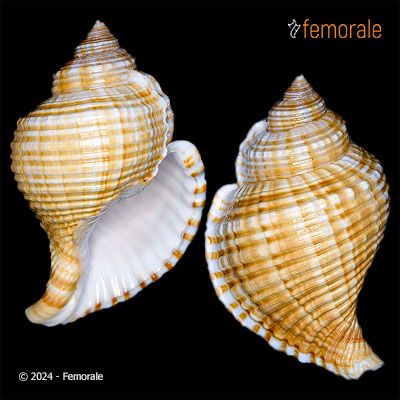 enlarge photo