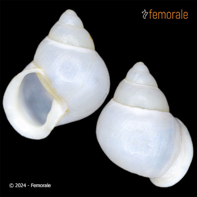 Partula gibba A. Férussac, 1821