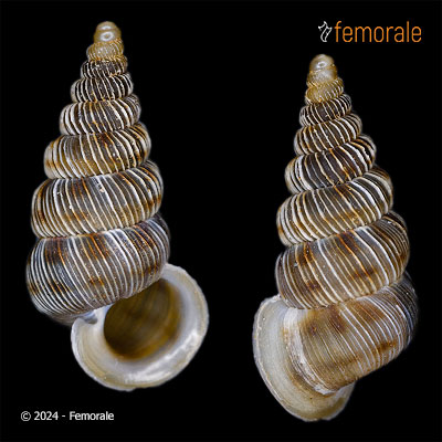 Cochlostoma pinteri Fehér, 2004