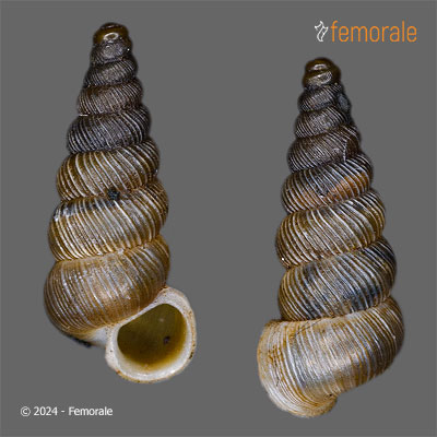 Cochlostoma kontschani Zallot, Kamchev, Schilthuizen, Fehér, De Mattia & E. Gittenberger, 2024