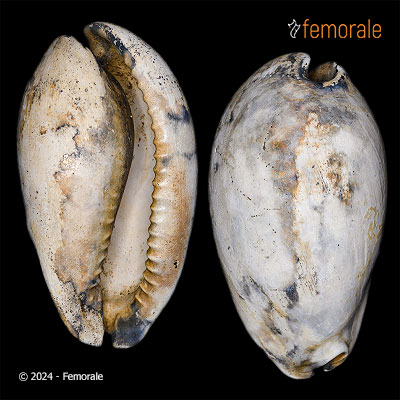 Akleistostoma floridana (Mansfield, 1931)†