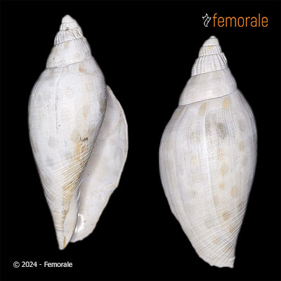 Scaphella griffini Petuch, 1994†