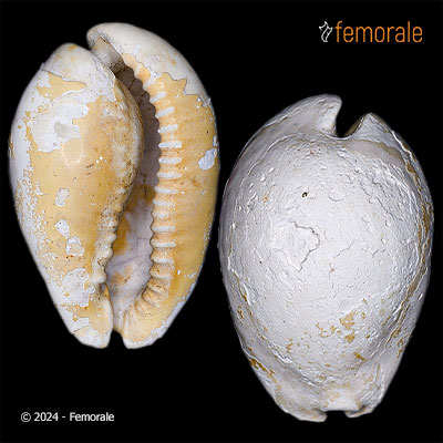 Akleistostoma highlandsensis Petuch & Drolshagen, 2011†