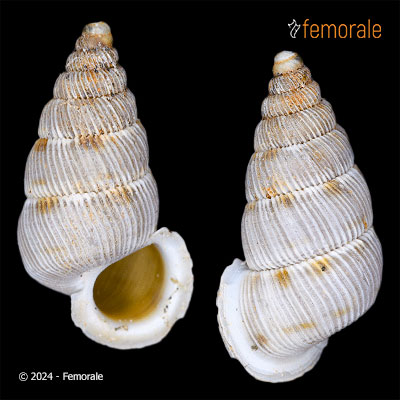 Cochlostoma tessellatum tessellatum (Rossmässler, 1837)