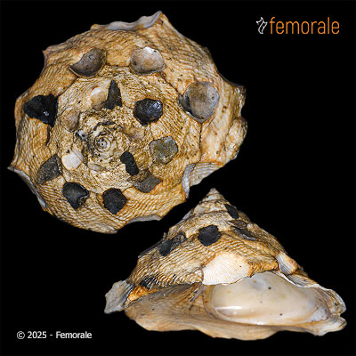 Onustus imperforatus Gabb, 1873†
