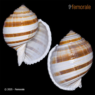 enlarge photo