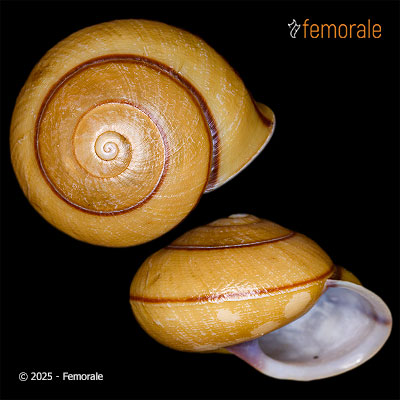 Camaena gabriellae (Dautzenberg & d´Hammonville, 1887)