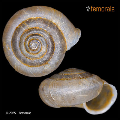 Plectotropis chondroderma Möllendorff, 1900