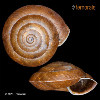 Landouria ciliocincta (Möllendorff, 1897)