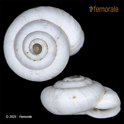 Cathaica nodulifera Möllendorff, 1899