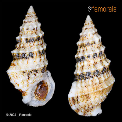 Cerithium eburneum Bruguière, 1792