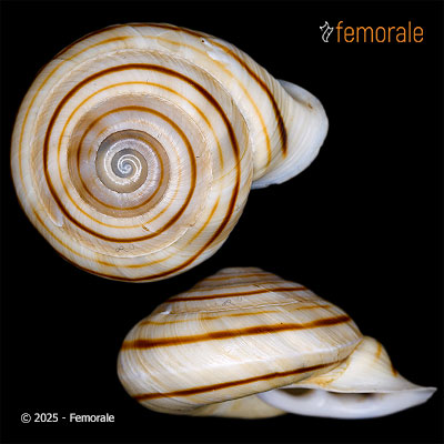 Obba bigonia (A. Férussac, 1823)