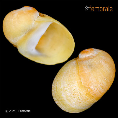 enlarge photo
