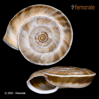 Laeocathaica prionotropis prionotropis Möllendorff, 1899