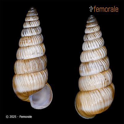 Stenogyropsis potanini (Möllendorff, 1899)