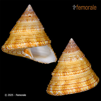 enlarge photo