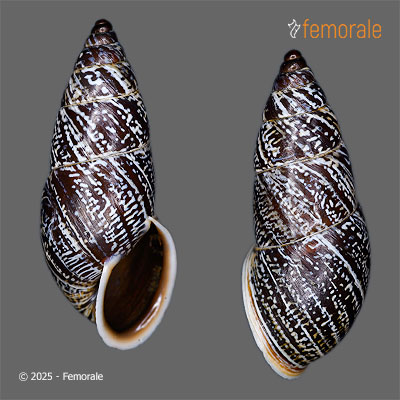 Pseudonapaeus substrigatus (Möllendorff, 1901)