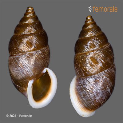 enlarge photo