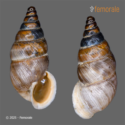 enlarge photo