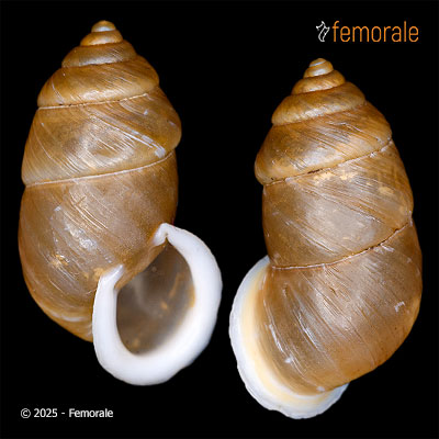 Pupinidius nanpingensis ambigua (Möllendorff, 1901)