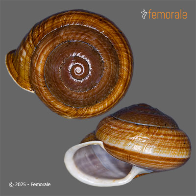 enlarge photo
