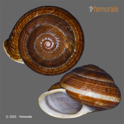 Camaena inflata (Möllendorff, 1885)
