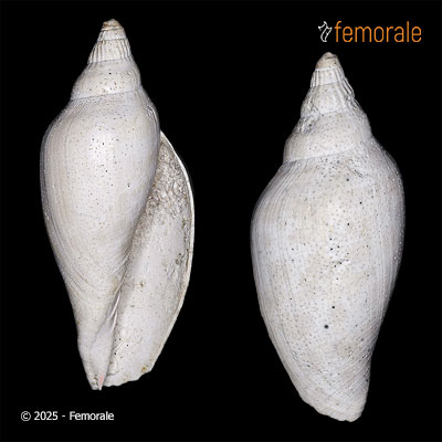 Scaphella daniellae Petuch, 1994†