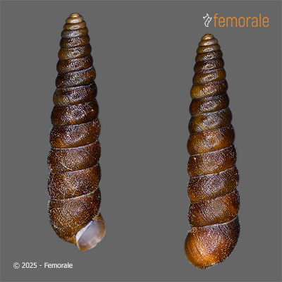 Buliminidius hirsutus (von Möllendorff, 1899)