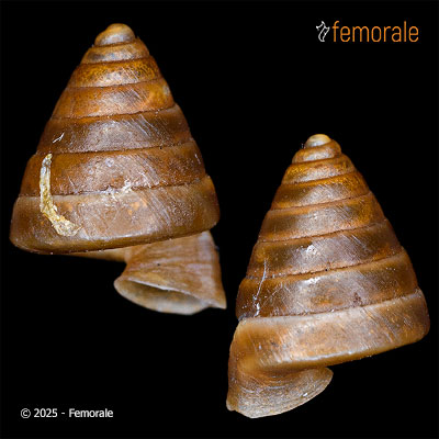 Pseudiberus strophostoma (Möllendorff, 1899)