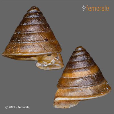 enlarge photo