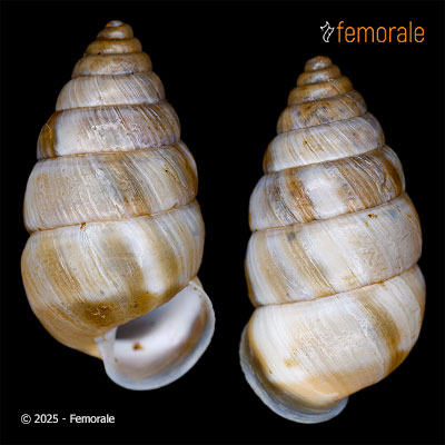 Pseudobuliminus buliminus strigatus (Möllendorff, 1899)