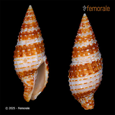 enlarge photo