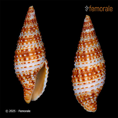 enlarge photo