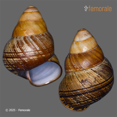 enlarge photo