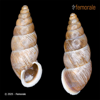 Apoecus albescens (Möllendorff, 1884)