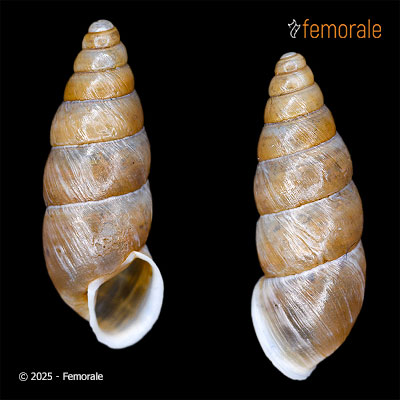 Mirus saccatus (Möllendorff, 1901)