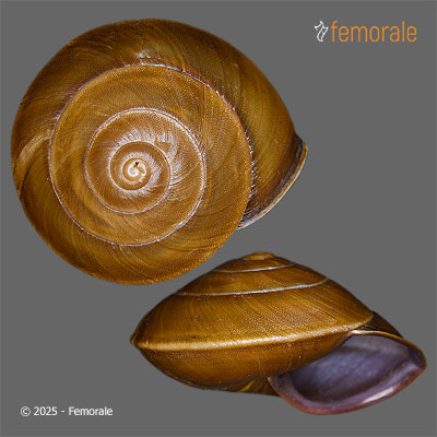 Nesiohelix granulifera (Möllendorff, 1888)