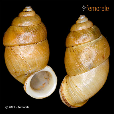 enlarge photo