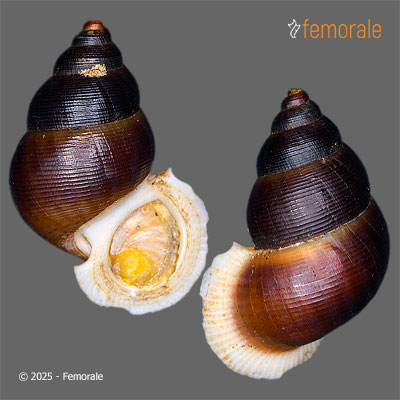 enlarge photo