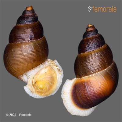 enlarge photo