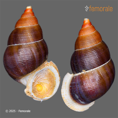 enlarge photo