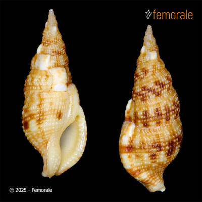 enlarge photo