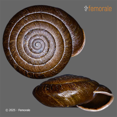 Entadella entadiformis Páll-Gergely & Hunyadi, 2016